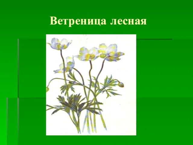 Ветреница лесная