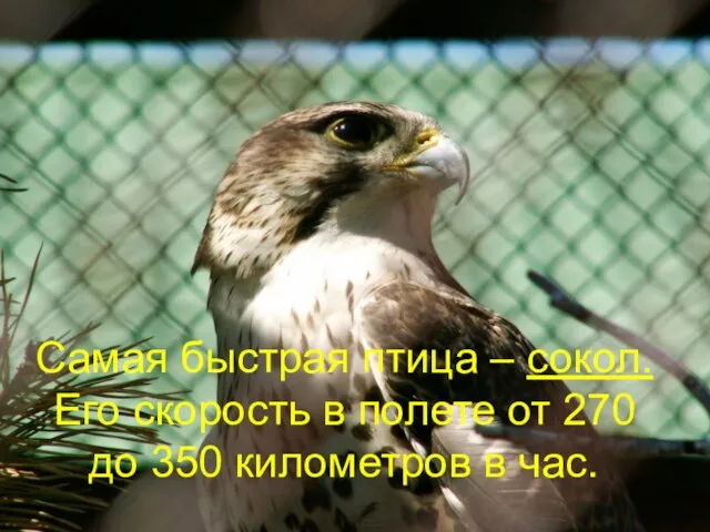 Самая быстрая птица – сокол. Его скорость в полете от 270 до 350 километров в час.