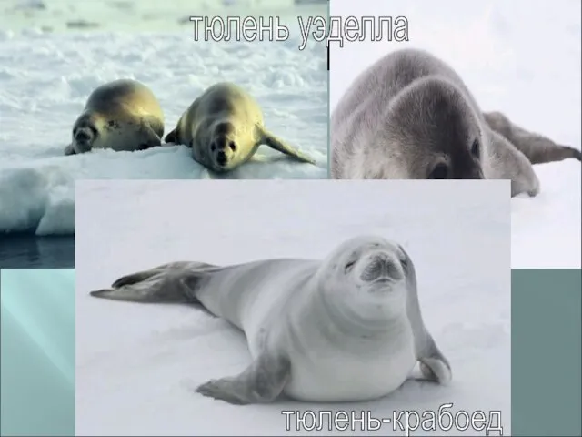 ТЮЛЕНИ. тюлень уэделла тюлень-крабоед
