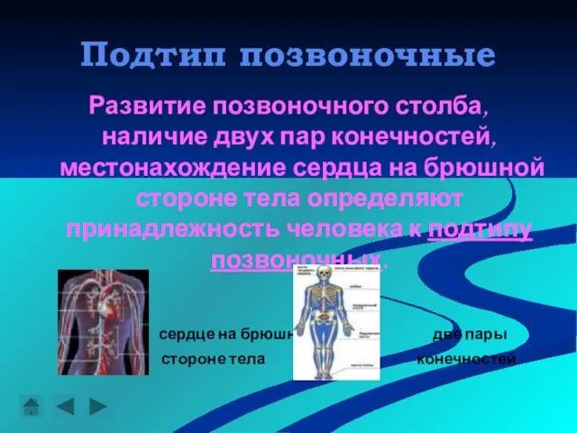 Подтип позвоночные Развитие позвоночного столба, наличие двух пар конечностей, местонахождение сердца на