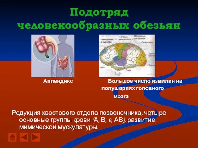 Подотряд человекообразных обезьян Аппендикс Большое число извилин на полушариях головного мозга Редукция