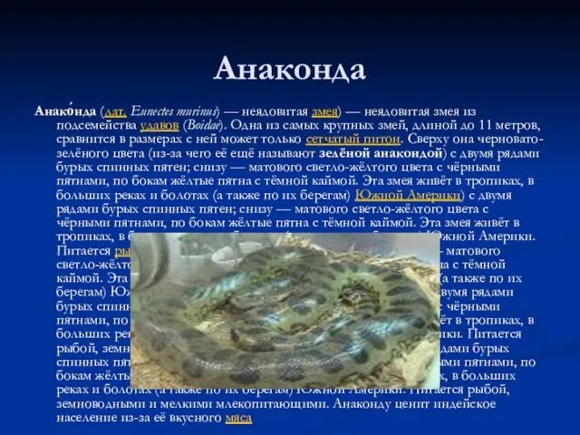 Анаконда Анако́нда (лат. Eunectes murinus) — неядовитая змея) — неядовитая змея из