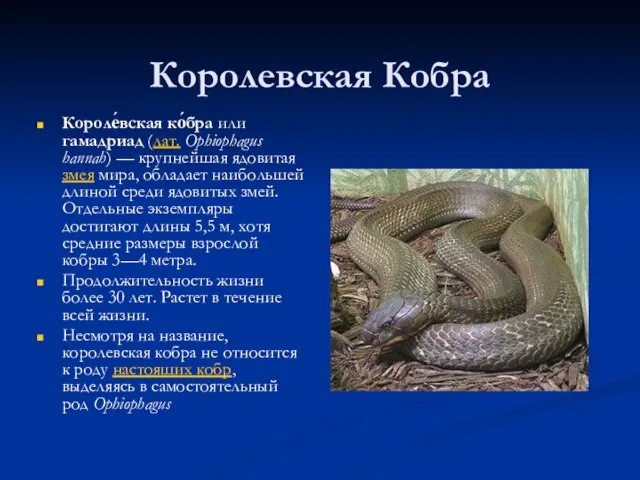 Королевская Кобра Короле́вская ко́бра или гамадриад (лат. Ophiophagus hannah) — крупнейшая ядовитая