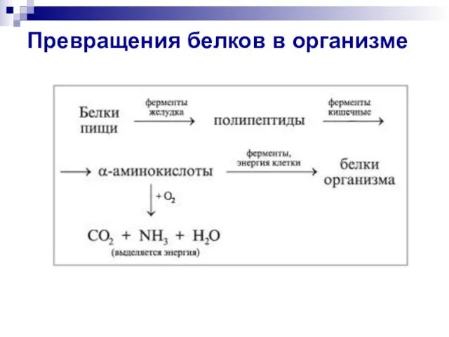 Превращения белков в организме