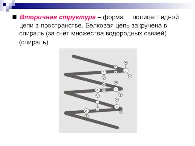 ■ Вторичная структура – форма полипептидной цепи в пространстве. Белковая цепь закручена