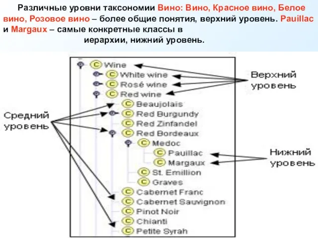 Различные уровни таксономии Вино: Вино, Красное вино, Белое вино, Розовое вино –