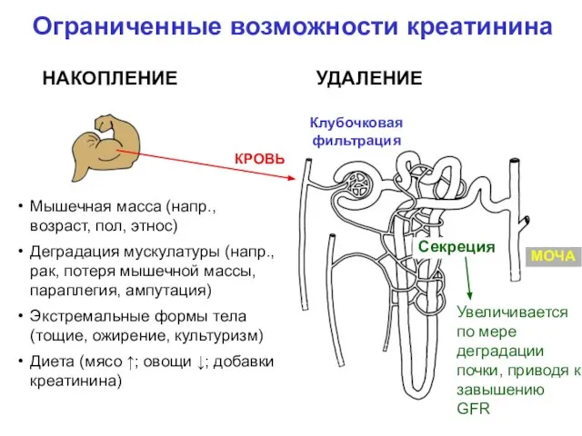 Ограниченные возможности креатинина Мышечная масса (напр., возраст, пол, этнос) Деградация мускулатуры (напр.,