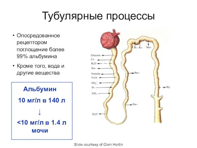 Тубулярные процессы Slide courtesy of Glen Hortin Опосредованное рецептором поглощение более 99%