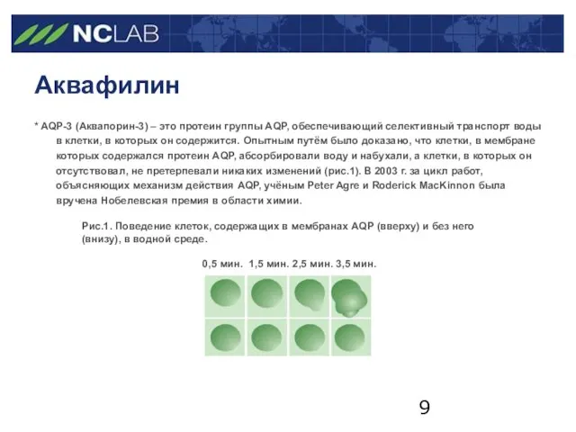 Аквафилин * AQP-3 (Аквапорин-3) – это протеин группы AQP, обеспечивающий селективный транспорт