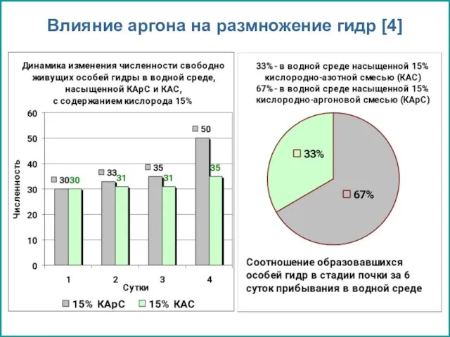 Влияние аргона на размножение гидр [4]