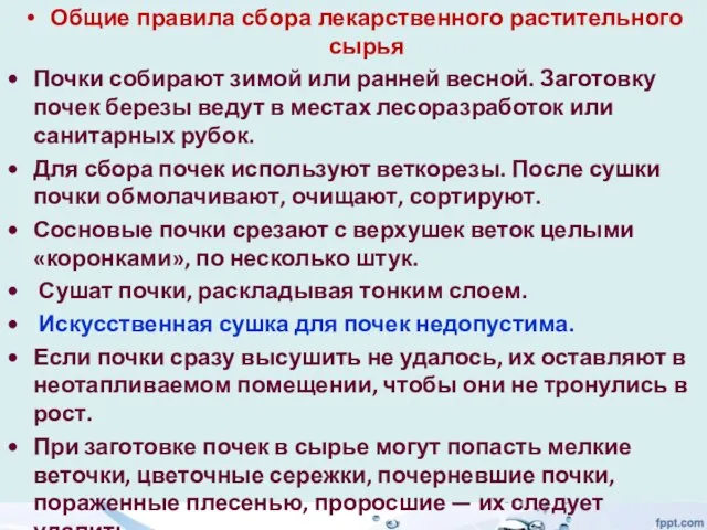 Общие правила сбора лекарственного растительного сырья Почки собирают зимой или ранней весной.