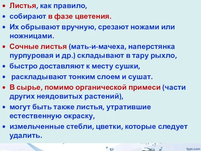 Листья, как правило, собирают в фазе цветения. Их обрывают вручную, срезают ножами