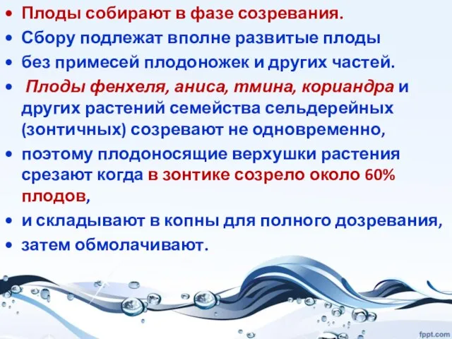 Плоды собирают в фазе созревания. Сбору подлежат вполне развитые плоды без примесей