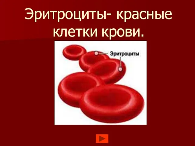 Эритроциты- красные клетки крови.