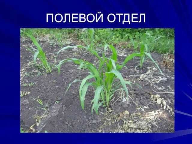 ПОЛЕВОЙ ОТДЕЛ