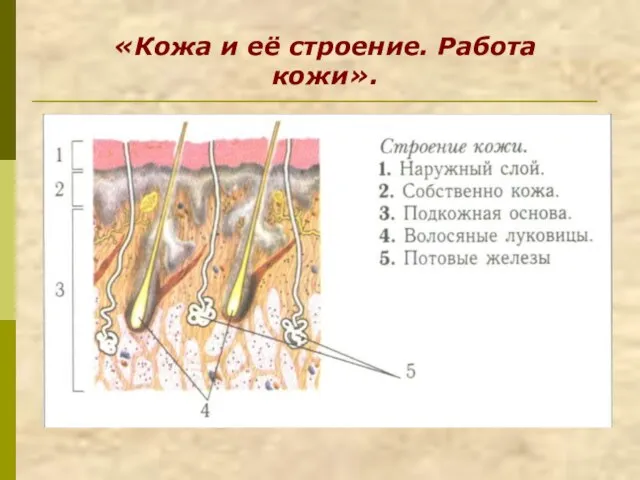 «Кожа и её строение. Работа кожи».