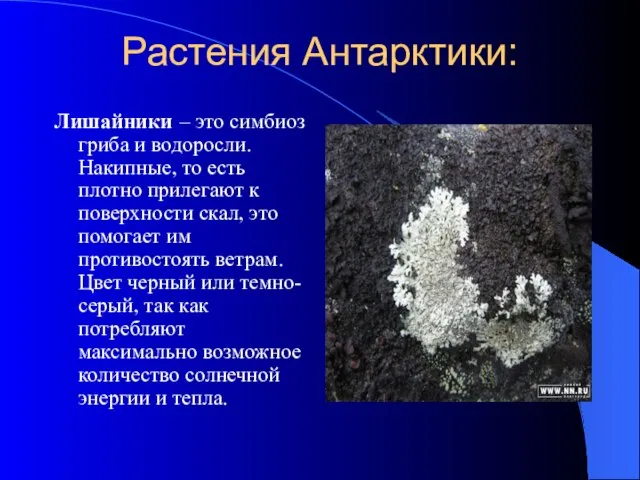 Растения Антарктики: Лишайники – это симбиоз гриба и водоросли. Накипные, то есть