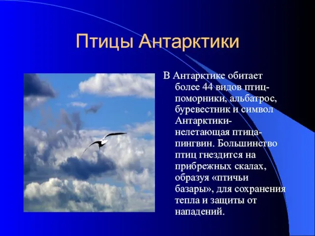 Птицы Антарктики В Антарктике обитает более 44 видов птиц- поморники, альбатрос, буревестник