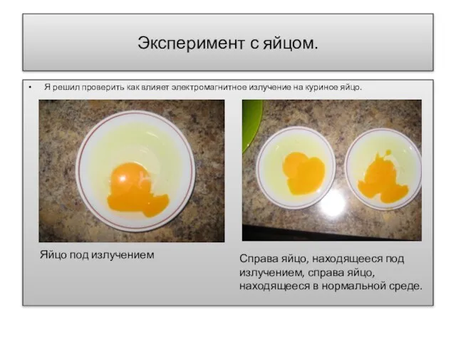 Эксперимент с яйцом. Я решил проверить как влияет электромагнитное излучение на куриное