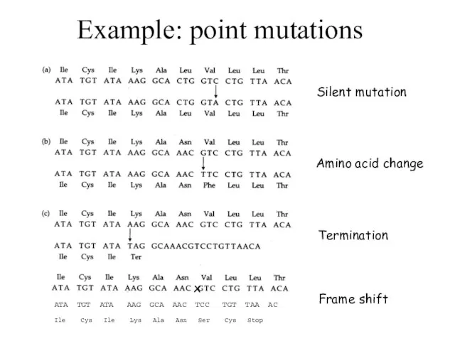 Example: point mutations Silent mutation Amino acid change Termination x Frame shift