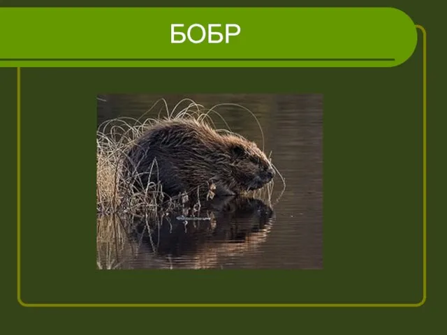 БОБР