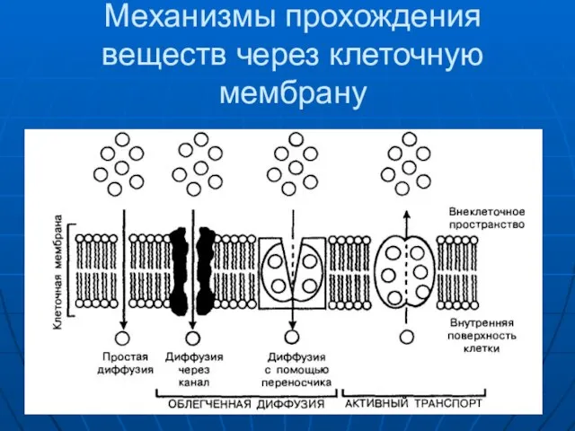 Механизмы прохождения веществ через клеточную мембрану