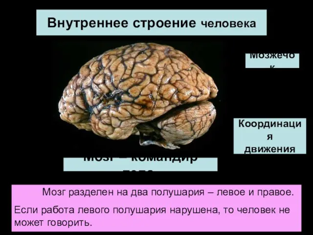 Внутреннее строение человека Мозг – командир тела. Мозжечок Координация движения Мозг разделен