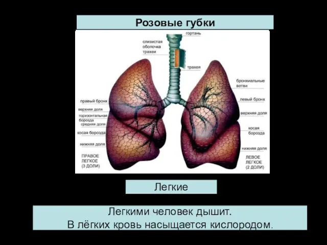 Розовые губки Легкие Легкими человек дышит. В лёгких кровь насыщается кислородом.