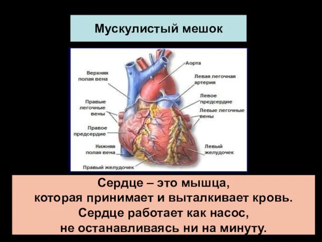 Мускулистый мешок Сердце – это мышца, которая принимает и выталкивает кровь. Сердце