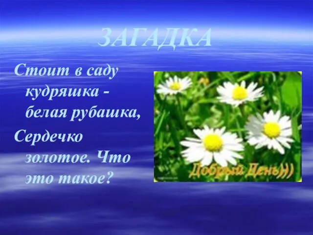 ЗАГАДКА Стоит в саду кудряшка - белая рубашка, Сердечко золотое. Что это такое?