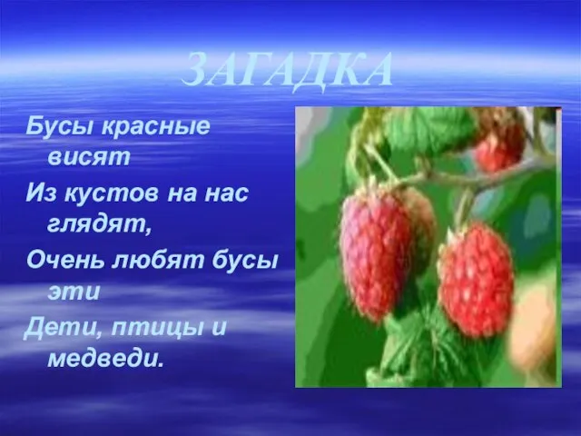 ЗАГАДКА Бусы красные висят Из кустов на нас глядят, Очень любят бусы