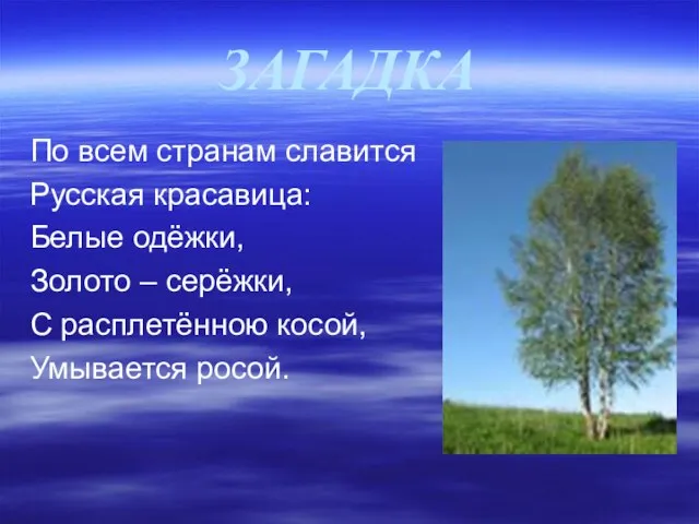 ЗАГАДКА По всем странам славится Русская красавица: Белые одёжки, Золото – серёжки,