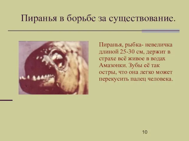 Пиранья, рыбка- невеличка длиной 25-30 см, держит в страхе всё живое в