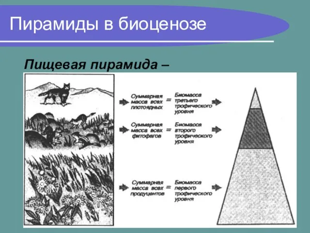 Пирамиды в биоценозе Пищевая пирамида – равное убывание биомассы каждого последующего звена в цепи питания