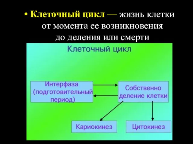 Клеточный цикл — жизнь клетки от момента ее возникновения до деления или смерти