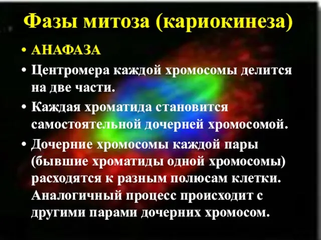 Фазы митоза (кариокинеза) АНАФАЗА Центромера каждой хромосомы делится на две части. Каждая