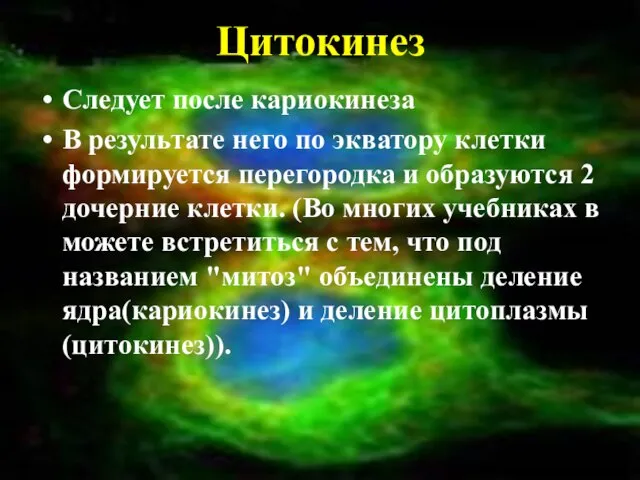 Цитокинез Следует после кариокинеза В результате него по экватору клетки формируется перегородка