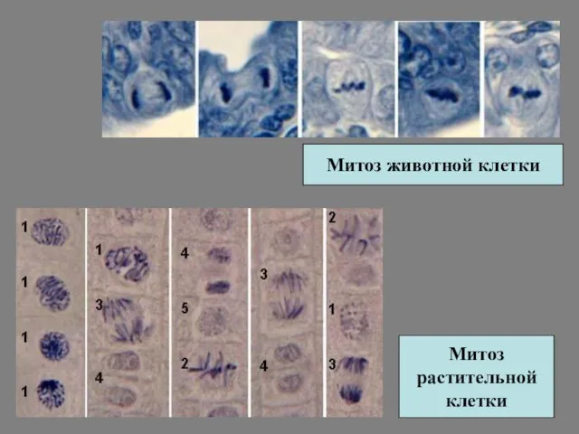Митоз животной клетки Митоз растительной клетки