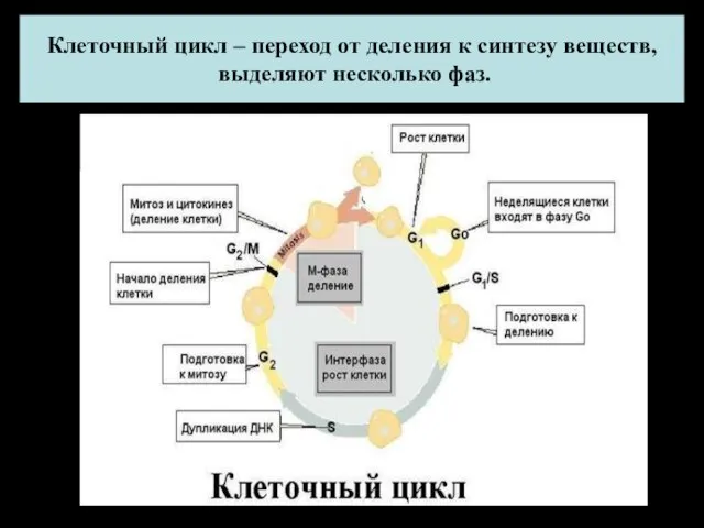 Клеточный цикл – переход от деления к синтезу веществ, выделяют несколько фаз.