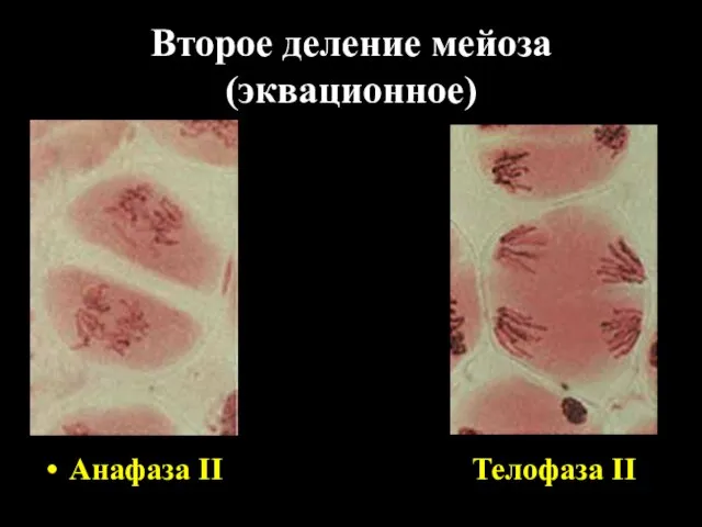 Второе деление мейоза (эквационное) Анафаза II Телофаза II