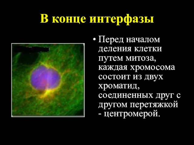 В конце интерфазы Перед началом деления клетки путем митоза, каждая хромосома состоит