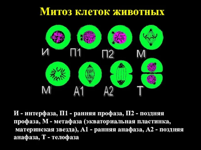 Митоз клеток животных И - интерфаза, П1 - ранняя профаза, П2 -