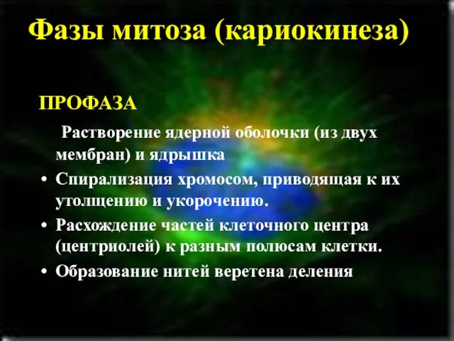 Фазы митоза (кариокинеза) ПРОФАЗА Растворение ядерной оболочки (из двух мембран) и ядрышка