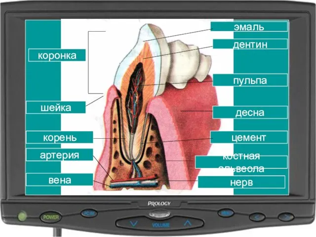 эмаль дентин пульпа десна цемент коронка шейка корень нерв вена артерия костная альвеола