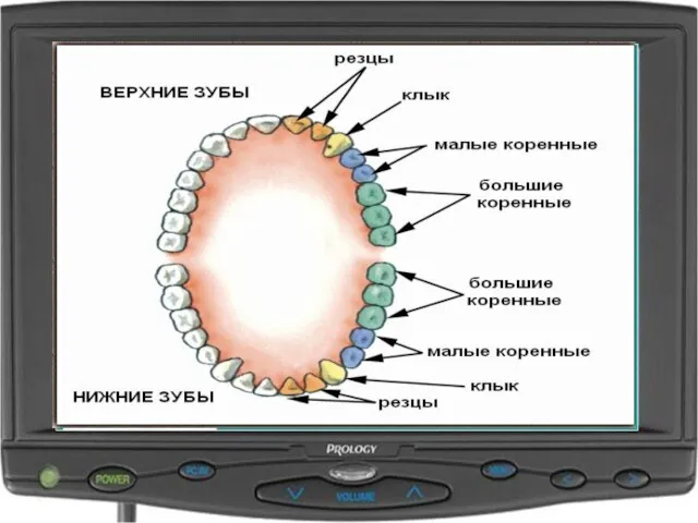 резец клык малый коренной большой коренной