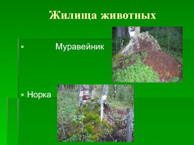 Жилища животных Муравейник Норка