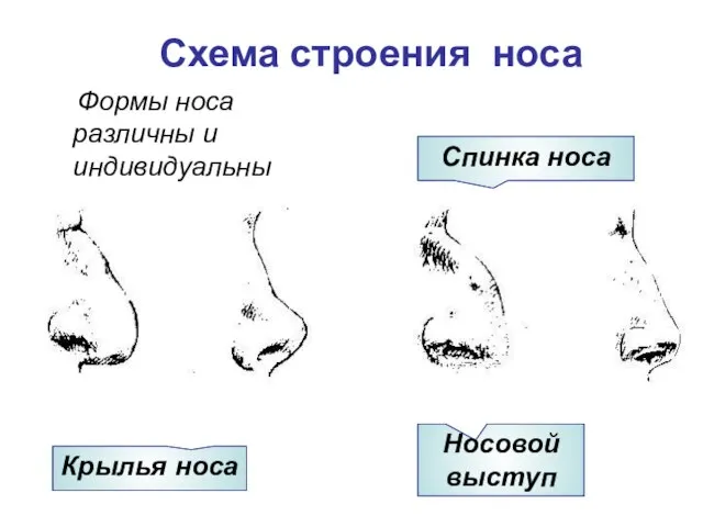 Схема строения носа Крылья носа Носовой выступ Спинка носа Формы носа различны и индивидуальны