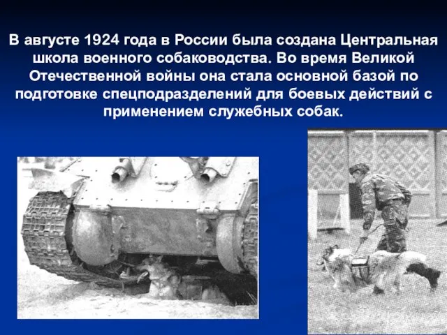 В августе 1924 года в России была создана Центральная школа военного собаководства.