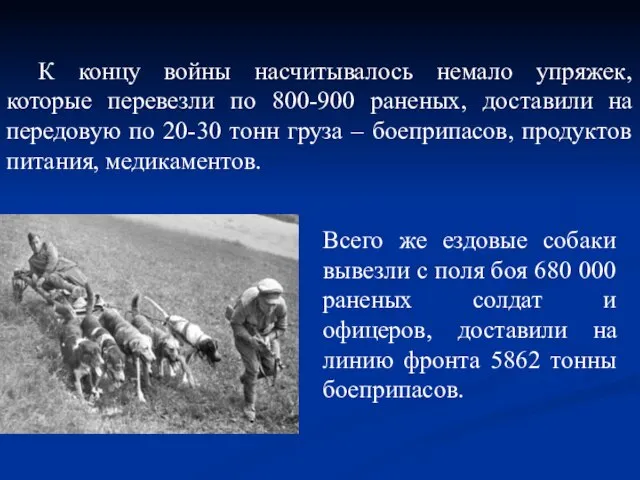 К концу войны насчитывалось немало упряжек, которые перевезли по 800-900 раненых, доставили