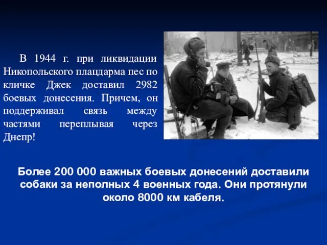 Более 200 000 важных боевых донесений доставили собаки за неполных 4 военных